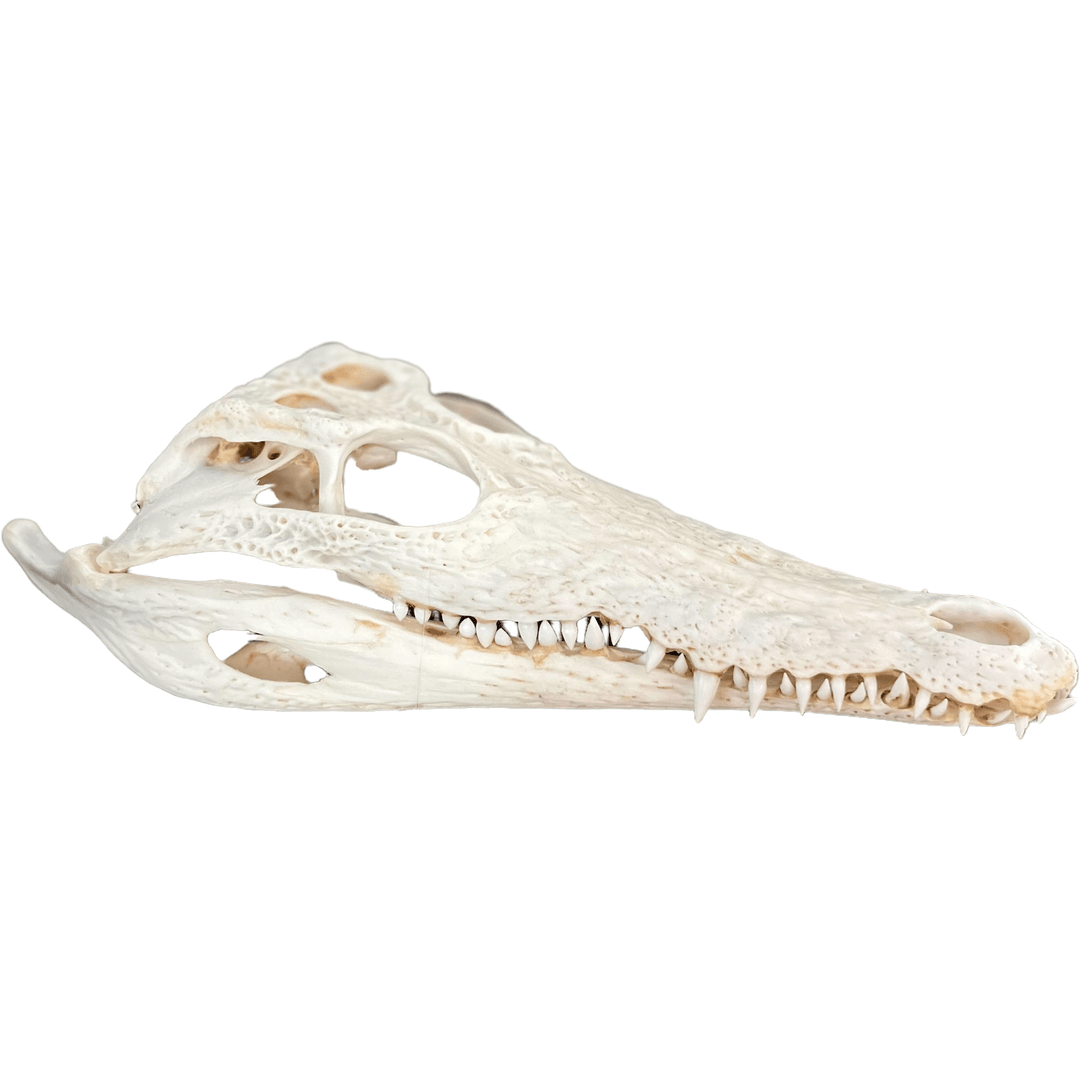 Faux Croc Face Objet